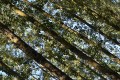 La forêt bancale